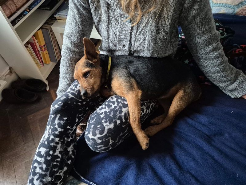 Sunny, a 6 years old female Lakeland Terrier available for adoption from Dogs Trust in Shrewsbury, Shropshire