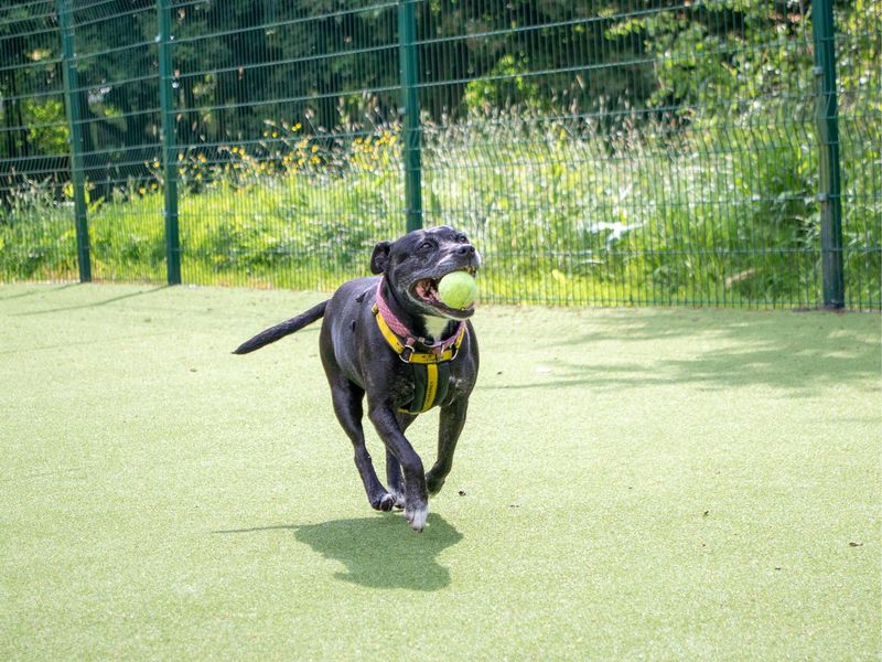 Lili for sale in Telford, Shropshire | Image 3