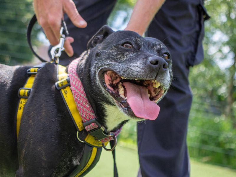 Lili for sale in Telford, Shropshire | Image 2
