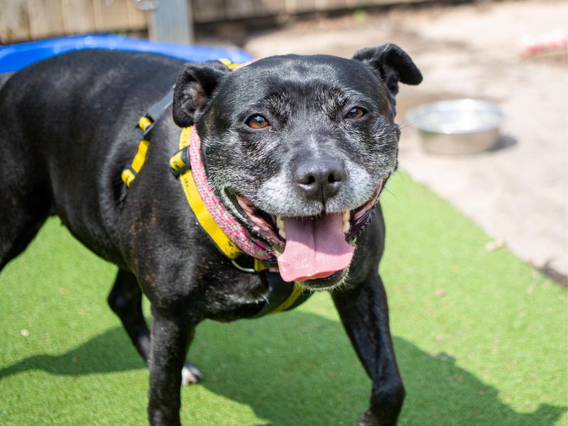 Lili for sale in Telford, Shropshire