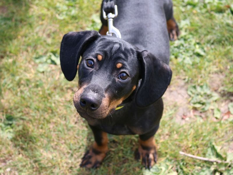 Otto | Dachshund (Smooth Haired) Cross | Glasgow - 1