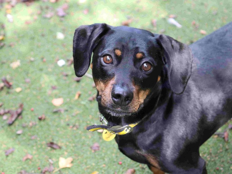 Otto | Dachshund (Smooth Haired) Cross | Glasgow - 4