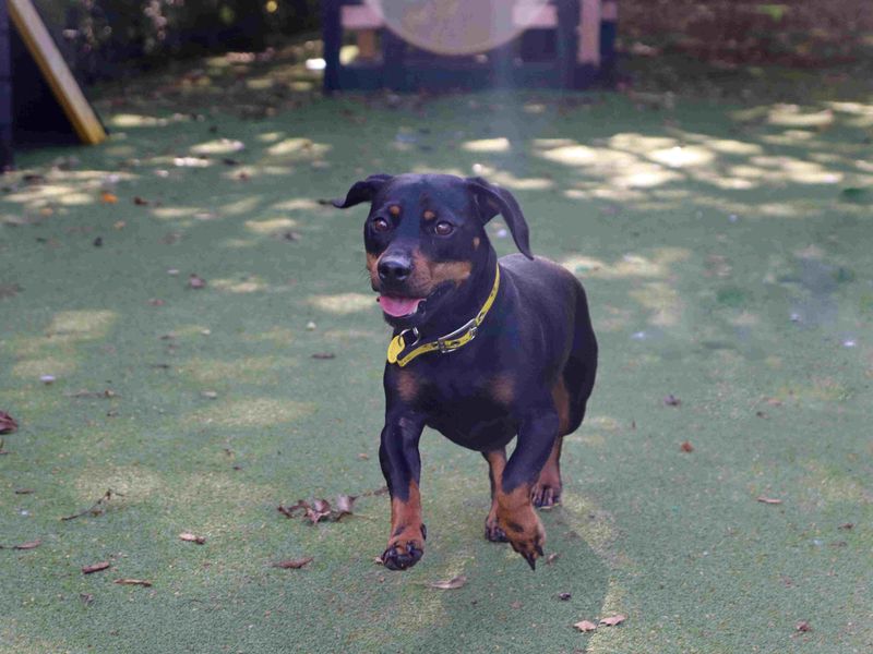 Otto | Dachshund (Smooth Haired) Cross | Glasgow - 3