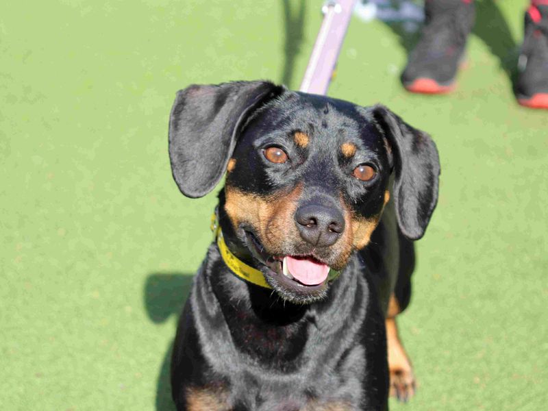 Otto | Dachshund (Smooth Haired) Cross | Glasgow - 2