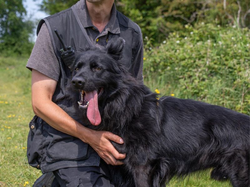 Bear | German Shepherd Dog Cross | Shrewsbury (Shropshire) - 1