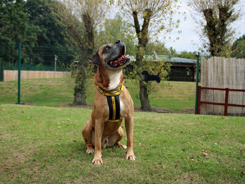 Bruce | Boerboel Cross | Merseyside (Liverpool) - 3