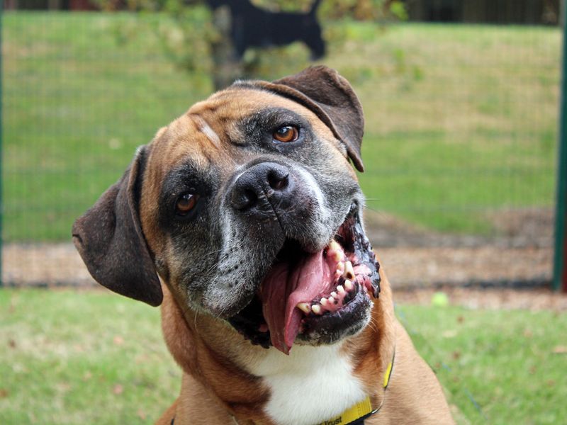 Bruce - Image 4 of 6
