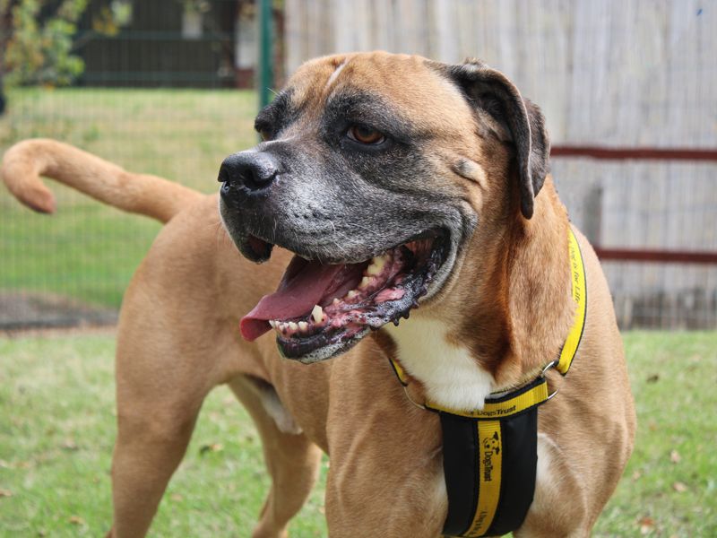 Bruce | Boerboel Cross | Merseyside (Liverpool) - 2