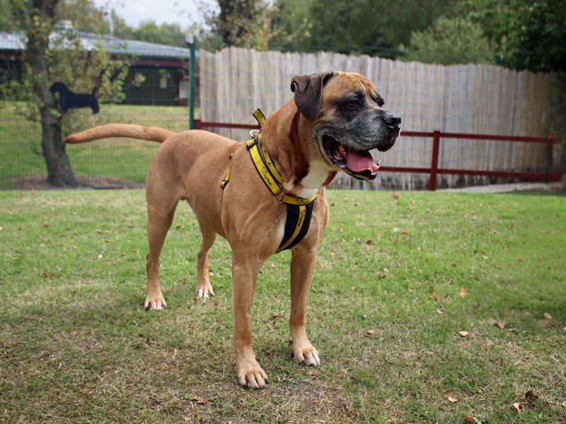 Bruce | Boerboel Cross | Merseyside (Liverpool) - 6