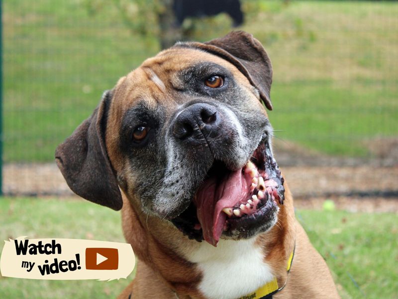 Bruce | Boerboel Cross | Merseyside (Liverpool) - 1