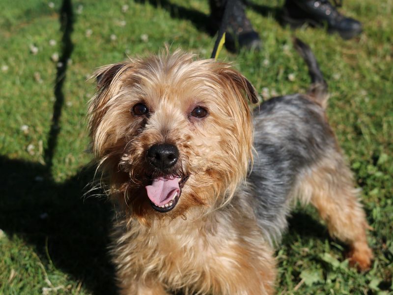 Yorkshire Terrier for adoption in Glasgow, City of Glasgow – 9 years old - Image 3 of 9