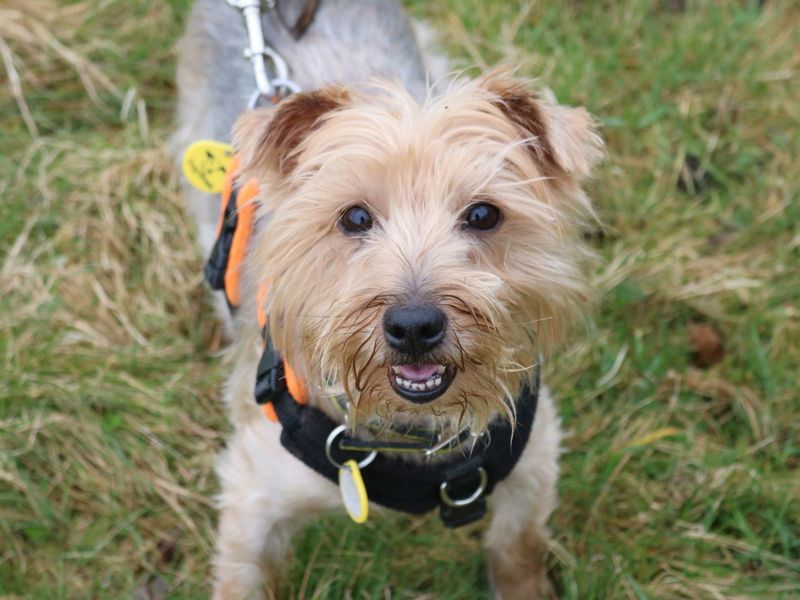 Yorkshire Terrier for adoption in Glasgow, City of Glasgow – 9 years old - Image 4 of 9