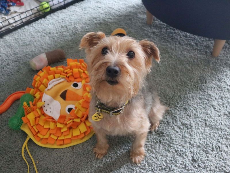Yorkshire Terrier for adoption in Glasgow, City of Glasgow – 9 years old - Image 2 of 9