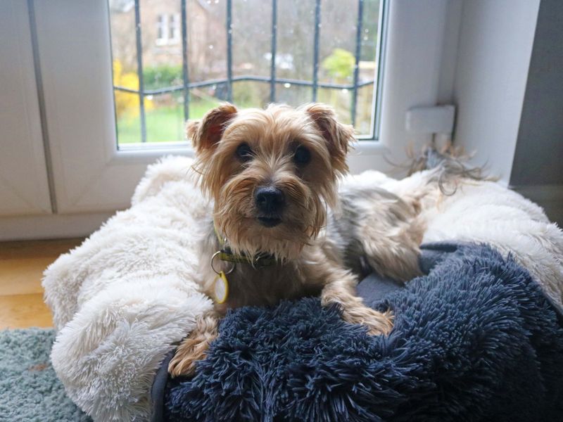 Yorkshire Terrier for adoption in Glasgow, City of Glasgow – 9 years old - Image 9 of 9