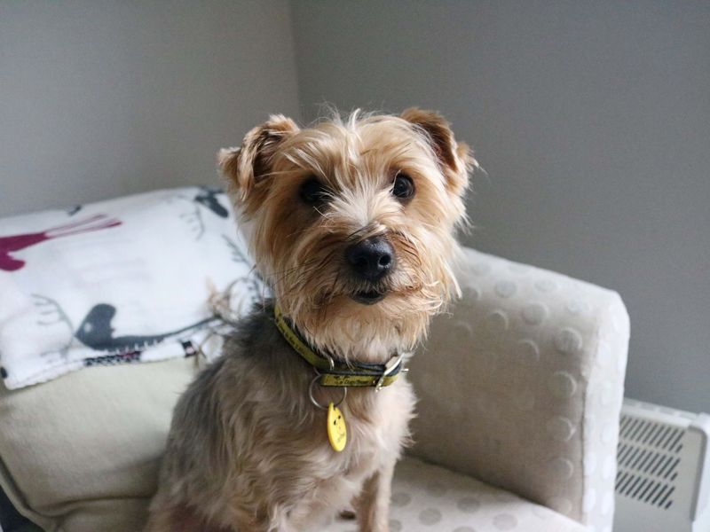 Yorkshire Terrier for adoption in Glasgow, City of Glasgow – 9 years old - Image 7 of 9