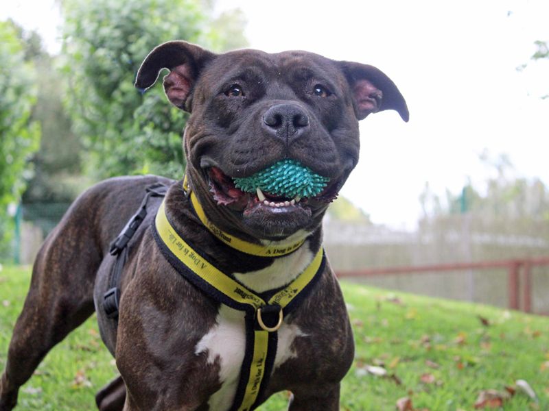 Staffordshire Bull Terrier for adoption in Liverpool, Merseyside – 3 years old - Image 2 of 5
