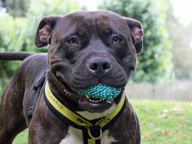 Staffordshire Bull Terrier for adoption in Liverpool, Merseyside – 3 years old - Image 3 of 5
