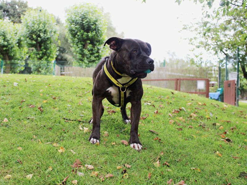 Staffordshire Bull Terrier for adoption in Liverpool, Merseyside – 3 years old - Image 5 of 5