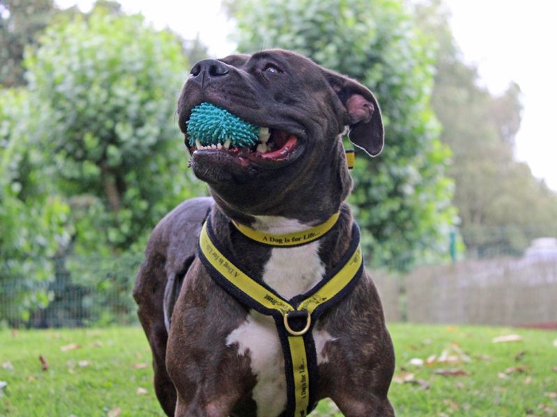 Staffordshire Bull Terrier for adoption in Liverpool, Merseyside – 3 years old - Image 4 of 5