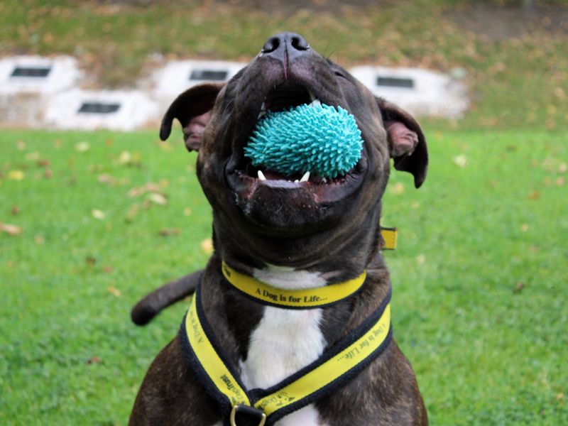 Staffordshire Bull Terrier for adoption in Liverpool, Merseyside – 3 years old - Image 1 of 5