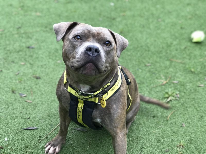 Adopt a Terrier (Staffordshire Bull) Rescue Dog Maggie Dogs Trust