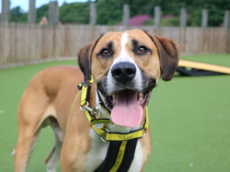 Greyhound for adoption in Glasgow, Scotland – 7 years old - Image 10 of 10