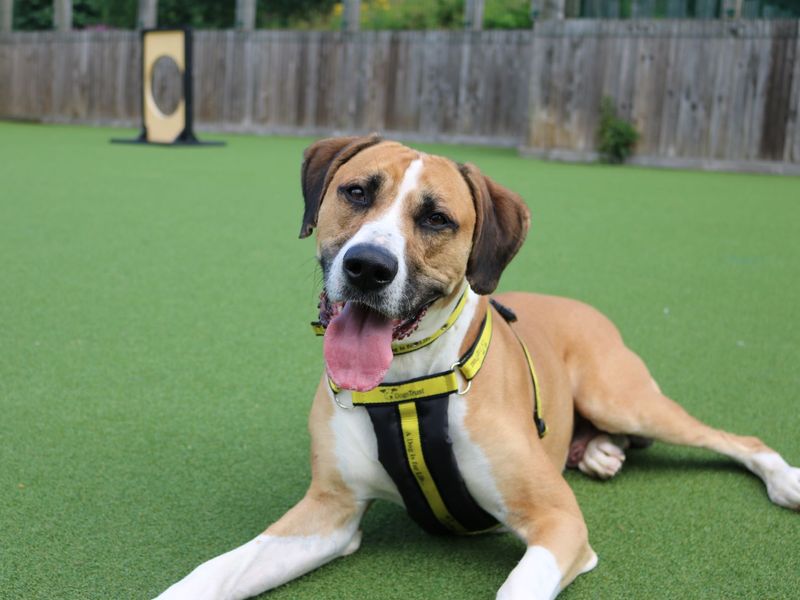 Greyhound for adoption in Glasgow, Scotland – 7 years old - Image 7 of 10
