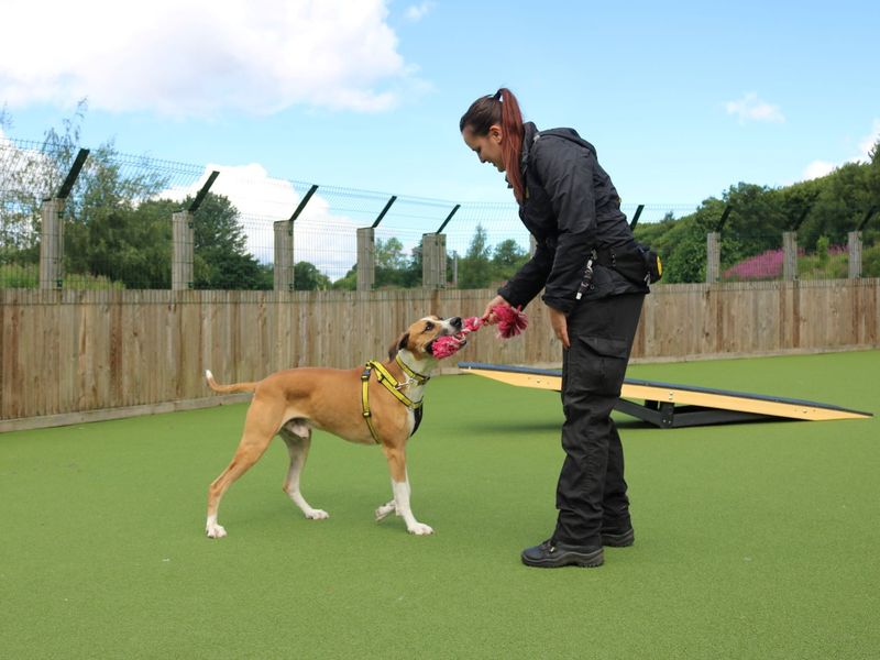 Greyhound for adoption in Glasgow, Scotland – 7 years old - Image 2 of 10