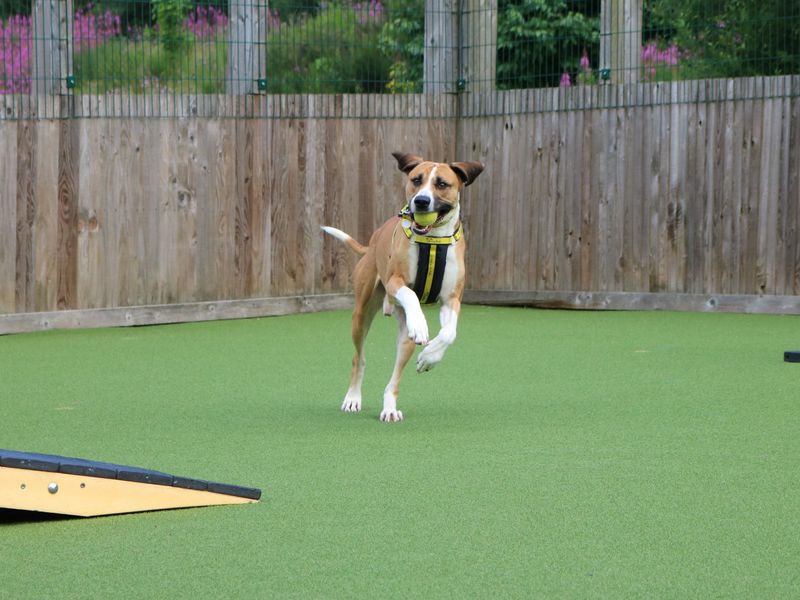 English Bulldog for adoption in Glasgow, Scotland – 7 years old