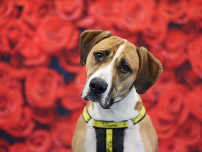 Greyhound for adoption in Glasgow, Scotland – 7 years old - Image 5 of 10