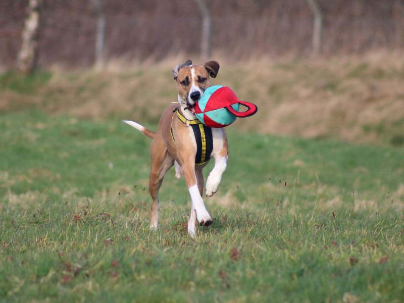 Greyhound for adoption in Glasgow, Scotland – 7 years old - Image 9 of 10