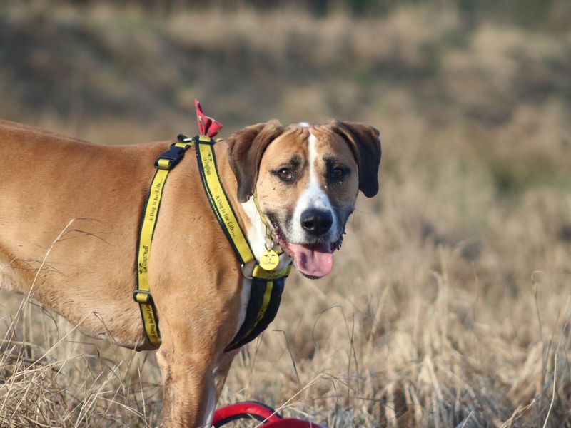 Greyhound for adoption in Glasgow, Scotland – 7 years old - Image 6 of 10