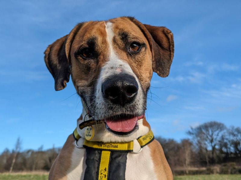Greyhound for adoption in Glasgow, Scotland – 7 years old - Image 3 of 10
