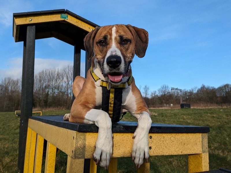 Greyhound for adoption in Glasgow, Scotland – 7 years old - Image 8 of 10