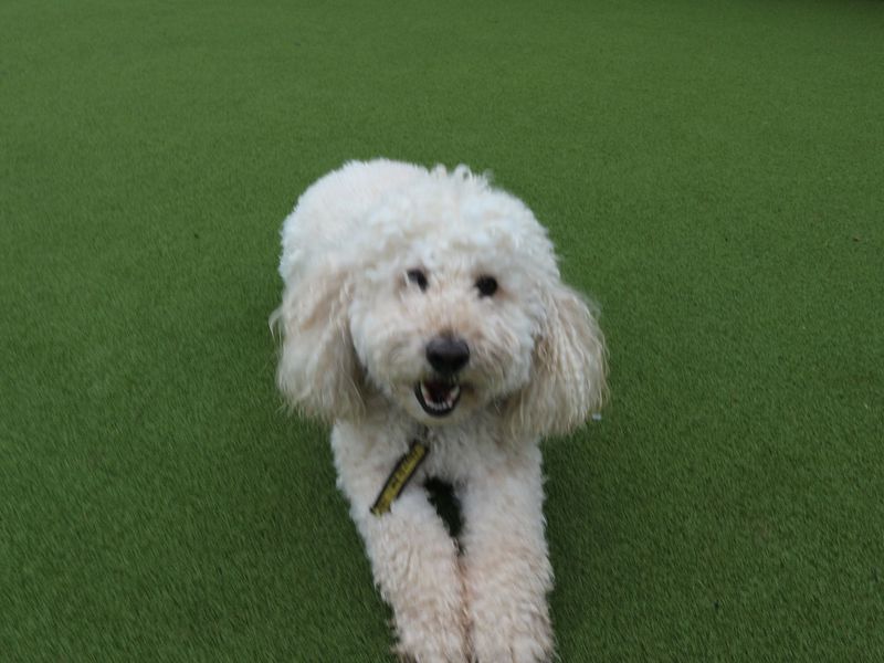 Bertie for sale in Telford - Image 2
