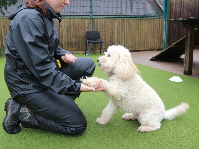 Poodle puppies for sale in Telford – 4 years old