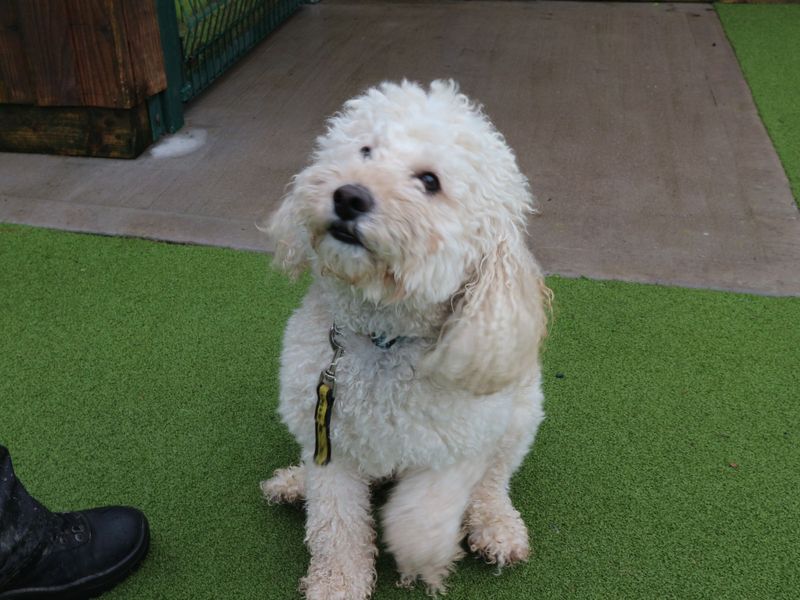 Bertie for sale in Telford - Image 3
