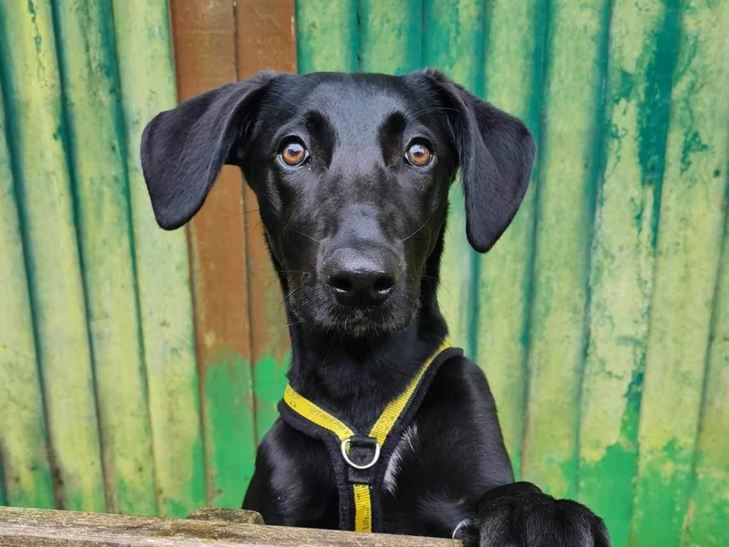 Pointer lurcher best sale cross