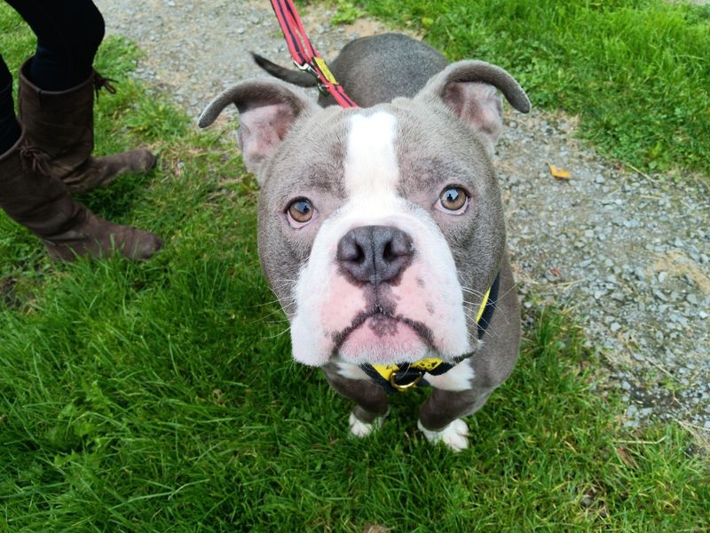Adopt a bully shop near me