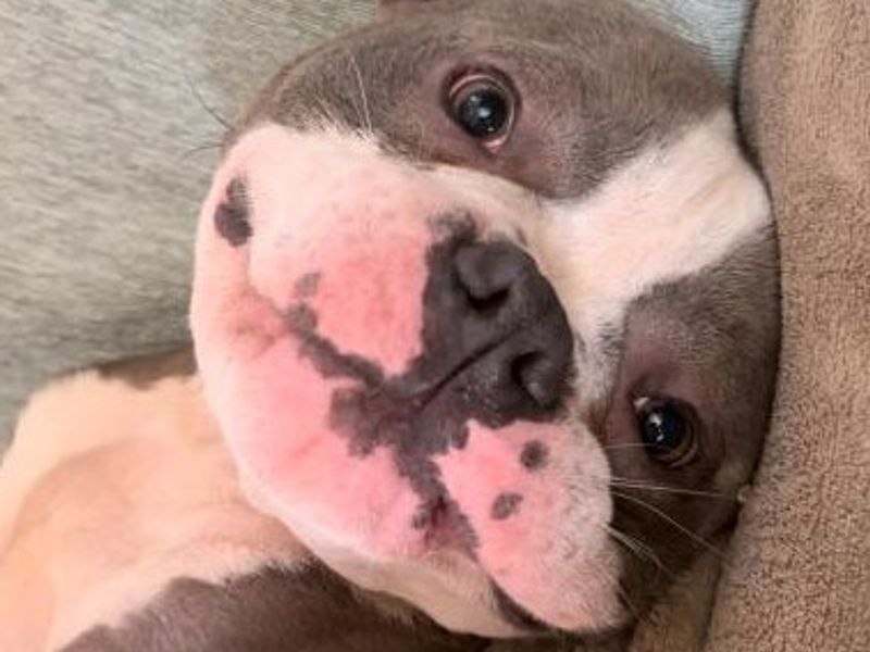 American Bulldog for adoption in Mid Glamorgan, Wales – 4 years old - Image 3 of 7