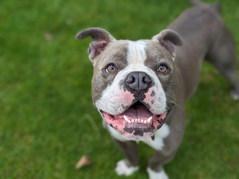 American Bulldog for adoption in Mid Glamorgan, Wales – 4 years old - Image 1 of 7