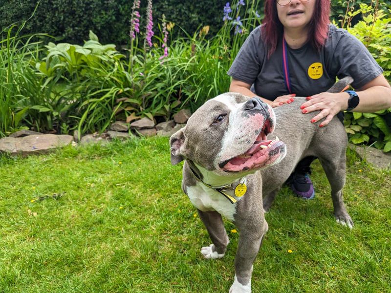 American Bulldog for adoption in Mid Glamorgan, Wales – 4 years old - Image 4 of 7