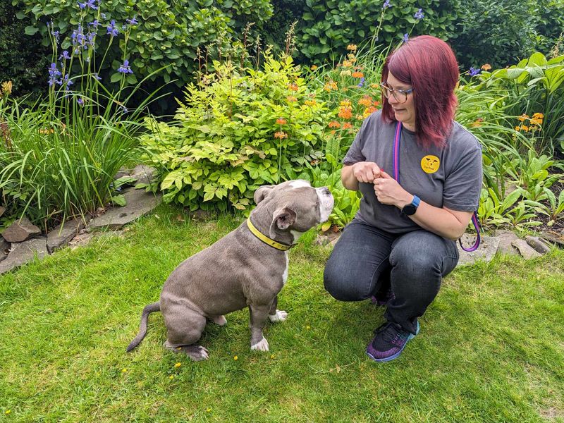 American Bulldog for adoption in Mid Glamorgan, Wales – 4 years old - Image 6 of 7