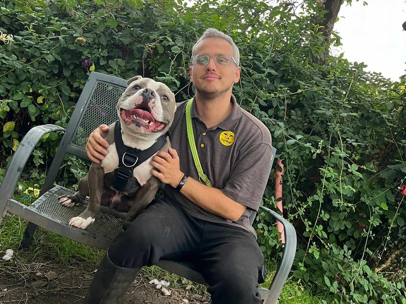 American Bulldog for adoption in Mid Glamorgan, Wales – 4 years old - Image 2 of 7