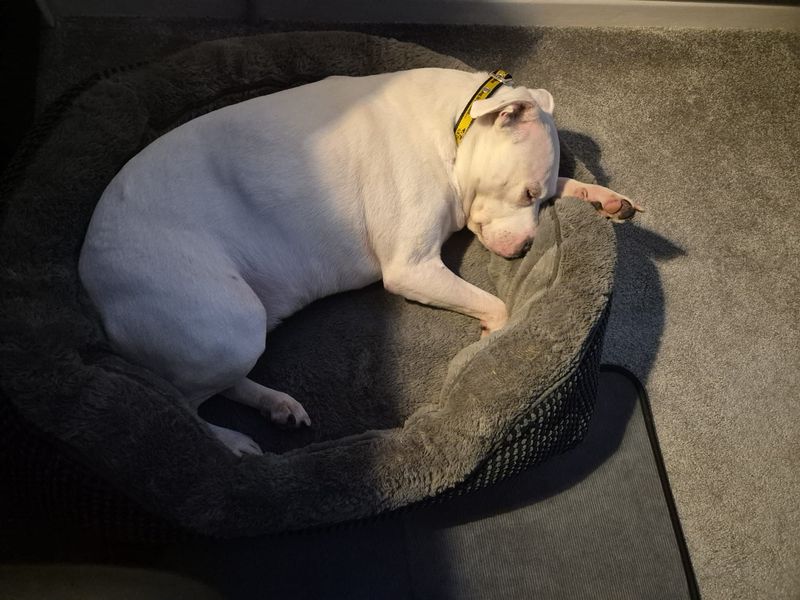 Staffordshire Bull Terrier for adoption in Liverpool, Merseyside – 12 years old - Image 3 of 3