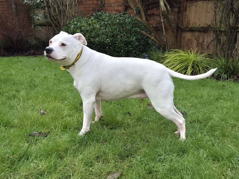 Staffordshire Bull Terrier for adoption in Liverpool, Merseyside – 12 years old - Image 2 of 3