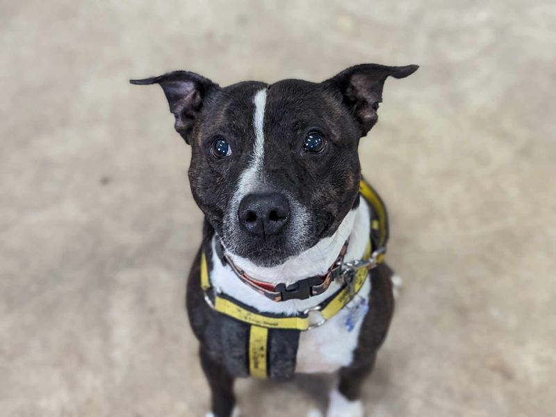 Staffordshire Bull Terrier for adoption in Mid Glamorgan, Wales – 9 years old - Image 2 of 3