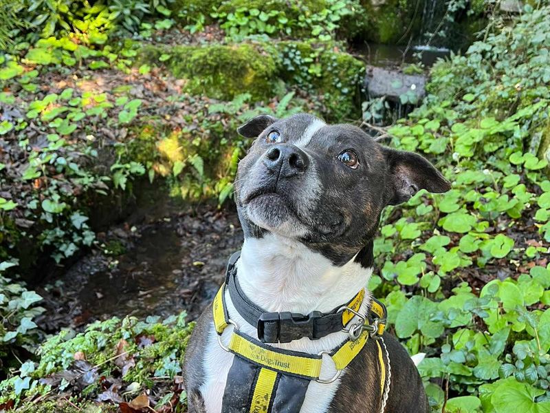 Staffordshire Bull Terrier for adoption in Mid Glamorgan, Wales – 9 years old - Image 3 of 3