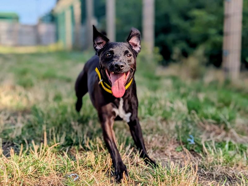 Zeiko, a 6 years old male Unknown available for adoption from Dogs Trust in Cardiff