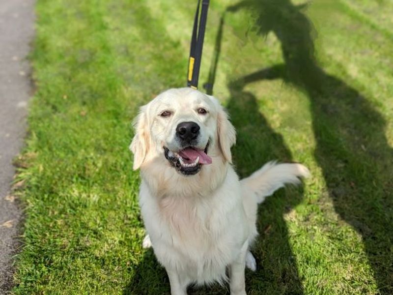 Golden Retriever puppies for sale in Mid Glamorgan – 3 years old